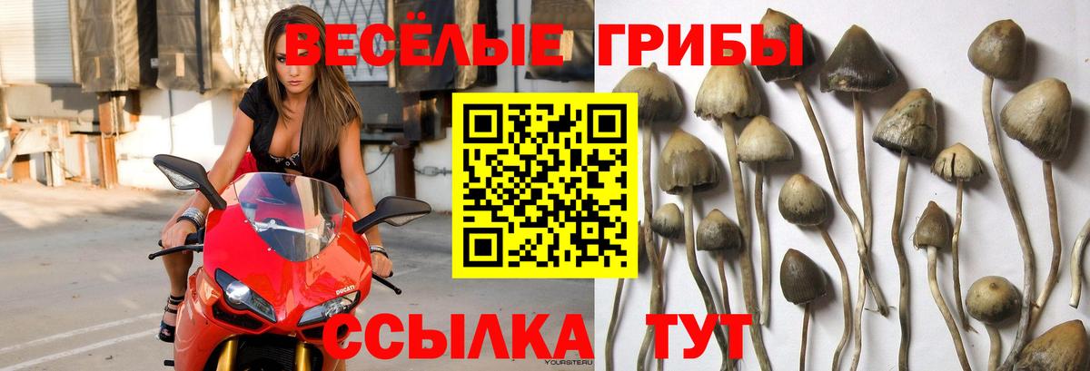 Галлюциногенные грибы Psilocybine cubensis  Вход с VPN  Щёкино 